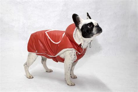 cappotto burberry bulldog francese|Burberry Cappotto Imbottito .